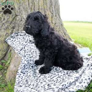 Jordan, Mini Goldendoodle Puppy